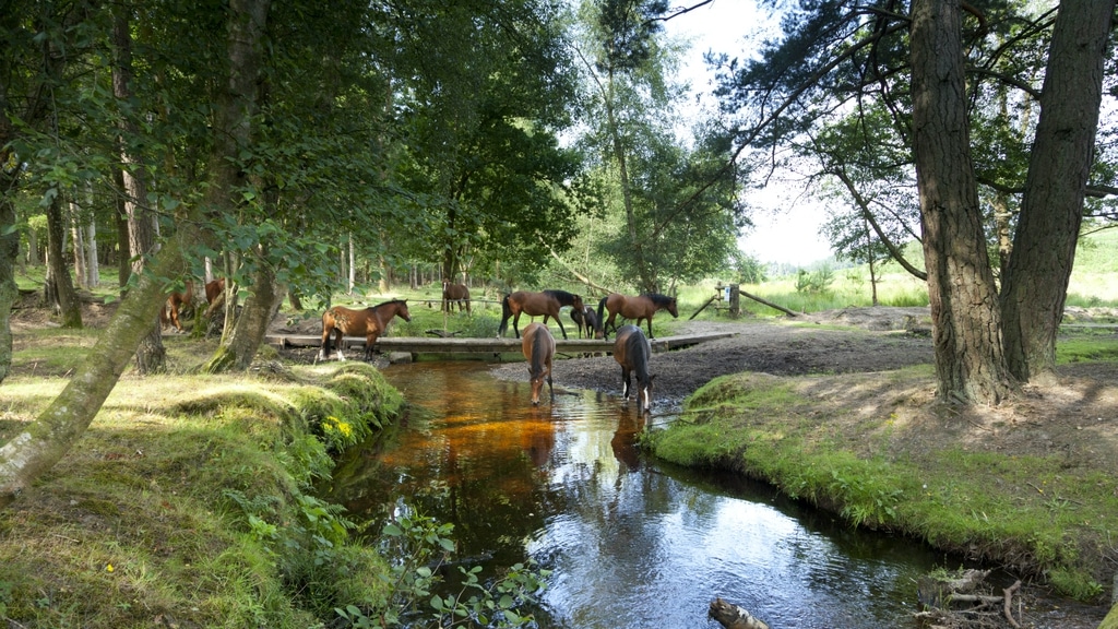The New Forest day trip from London