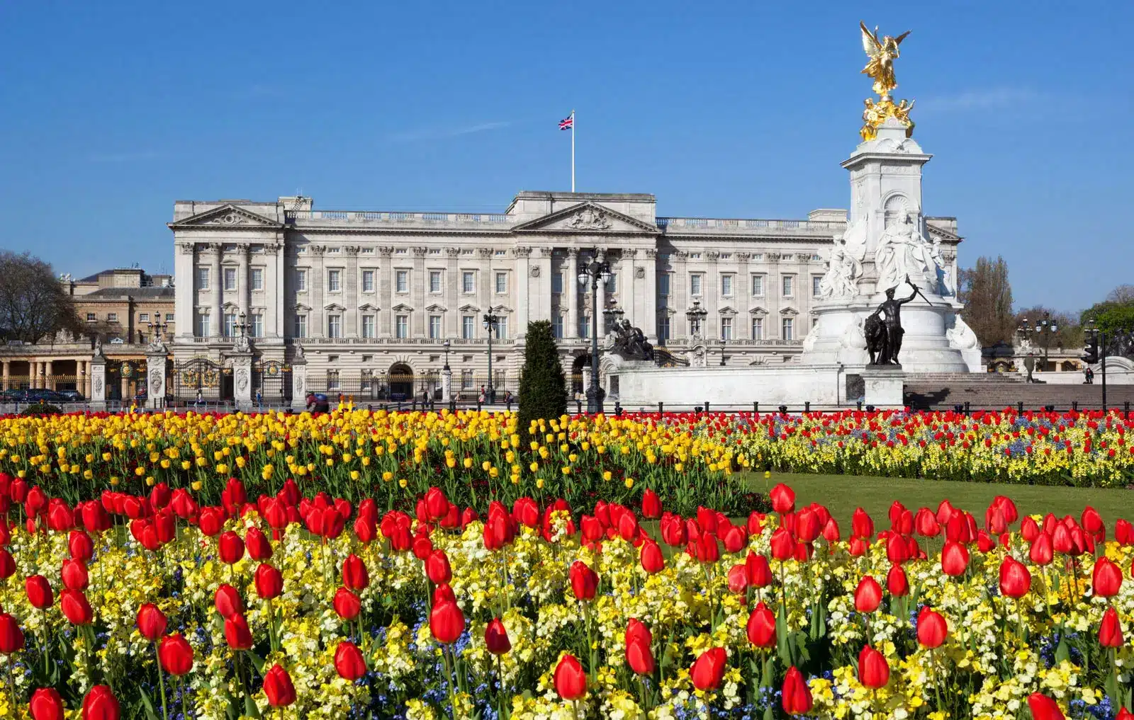buckingham palace victoria memorial tulips london england